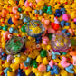 Bath Time Duck 30mm Chonk D20: Choose your Duck