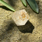 Golden Gypsophila D20