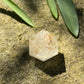 Golden Gypsophila D20